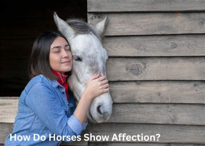How do horses show signs of affection?