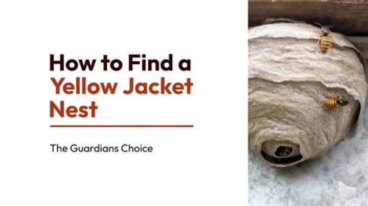 How do I find an underground yellow jacket nest?