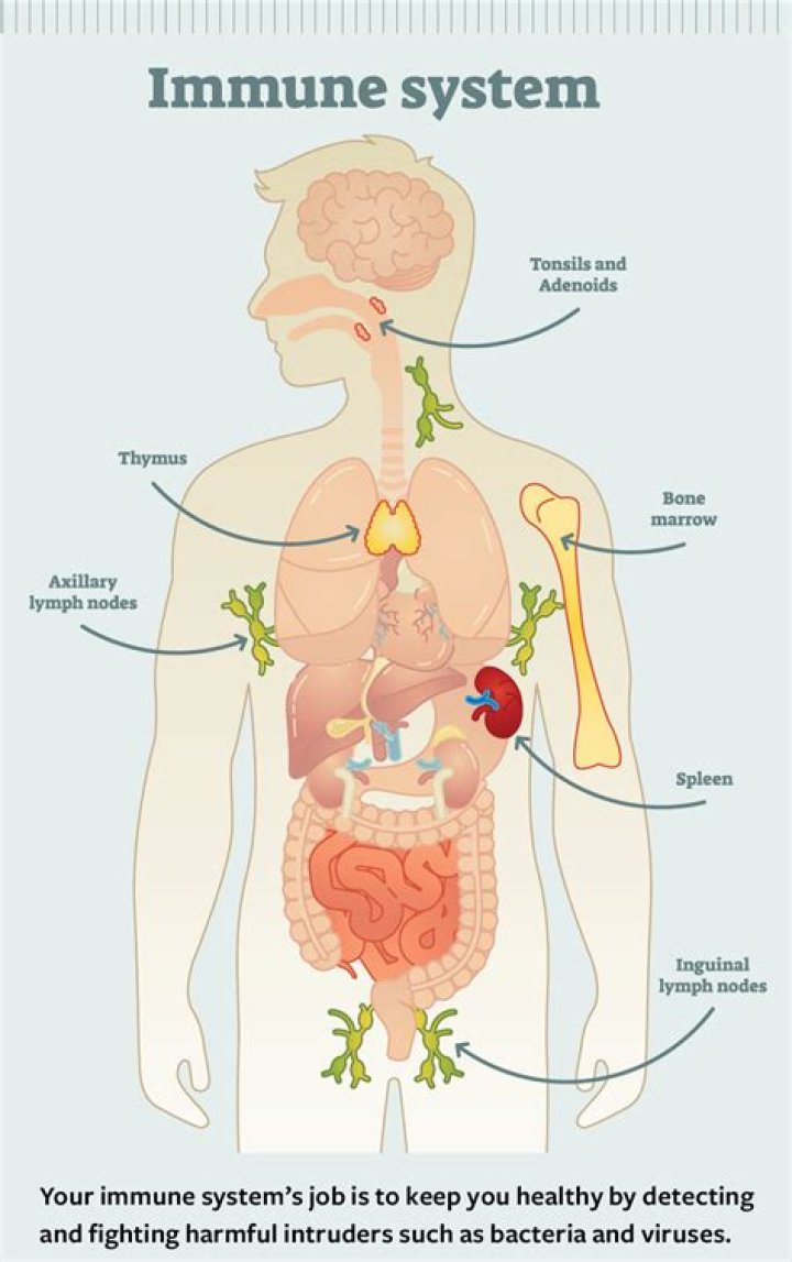 How do I rebuild my immune system after COVID?