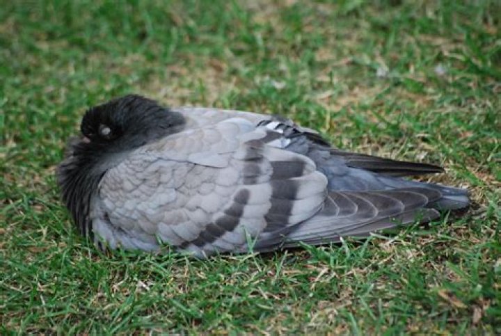 How do pigeons sleep?