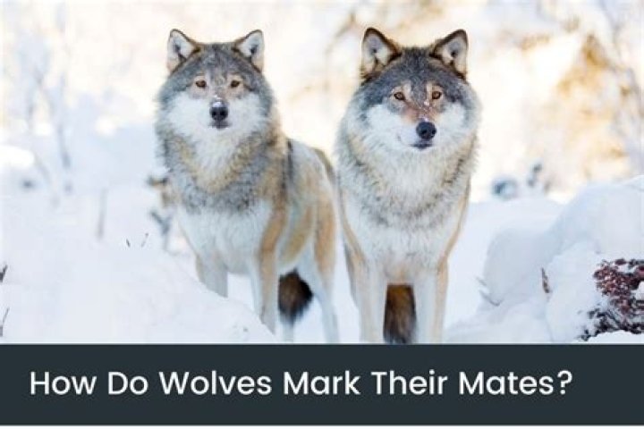 How do wolves mark their mates?