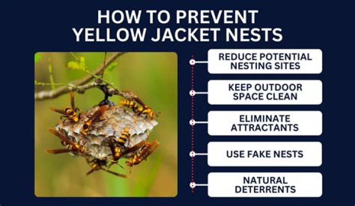 How do you destroy a yellow jacket nest?