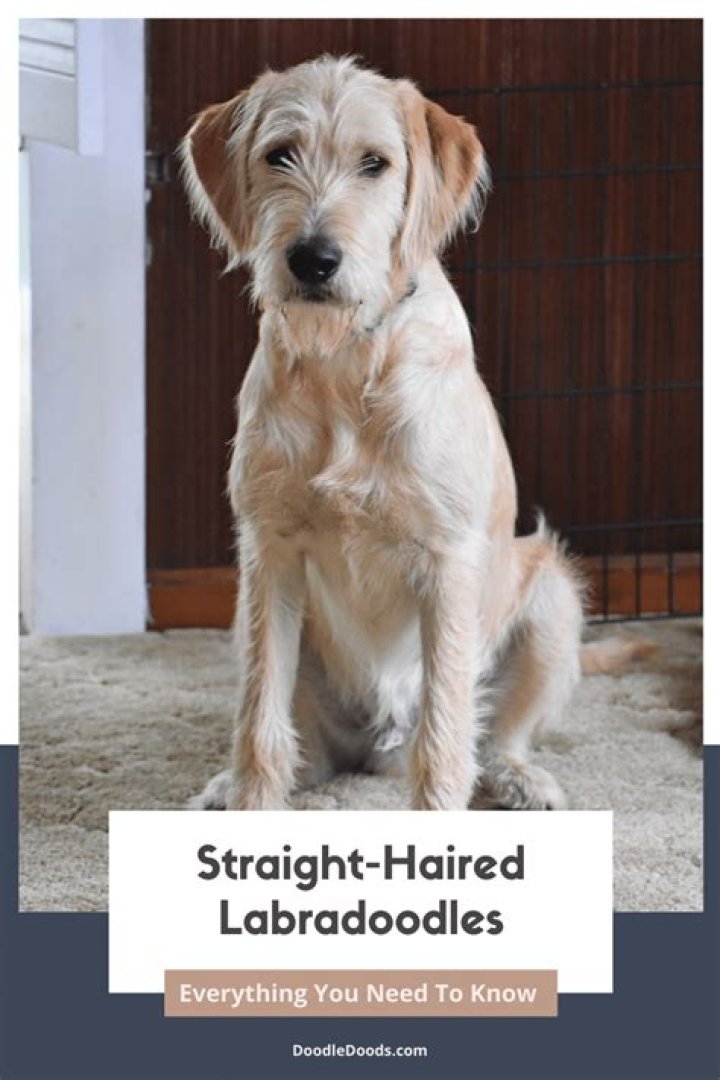 How do you get a red Labradoodle?