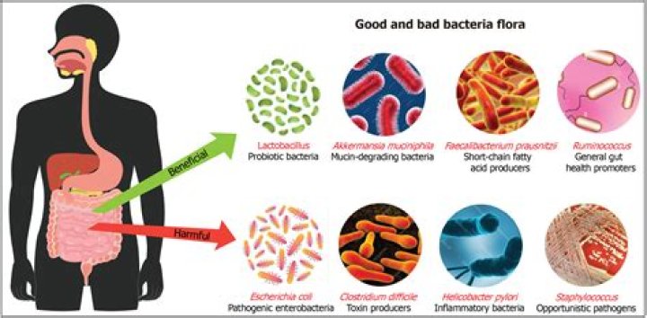 How do you get bacteria in your body?