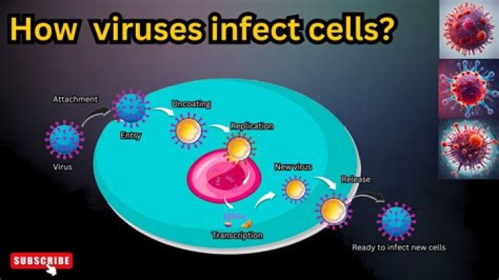 How do you get rid of a virus in your body?