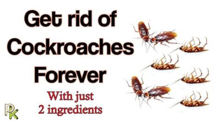 How do you get rid of small roaches?
