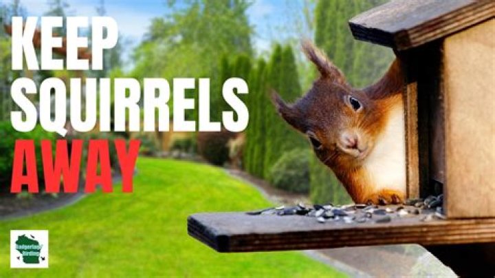 How do you keep squirrels off your property?