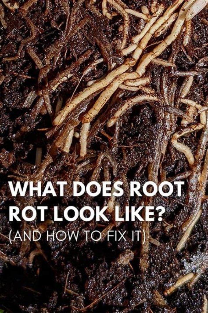 How do you know if a root has root rot?