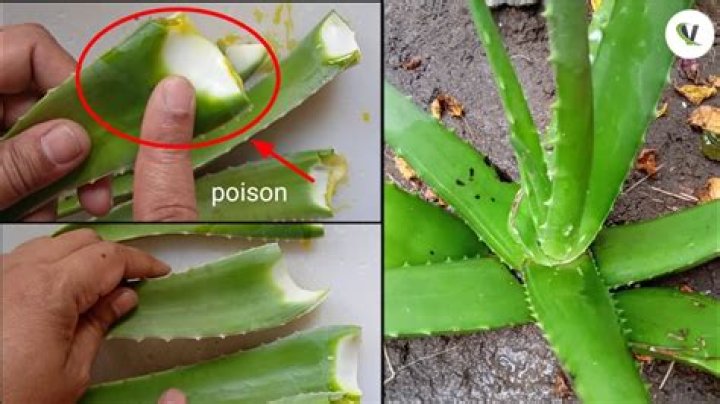 How do you remove the poison from aloe vera leaves?
