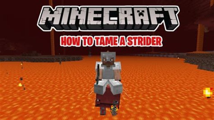 How do you tame a strider in Minecraft?