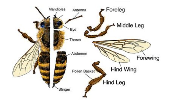 How do you tell if a bee is a boy or a girl?