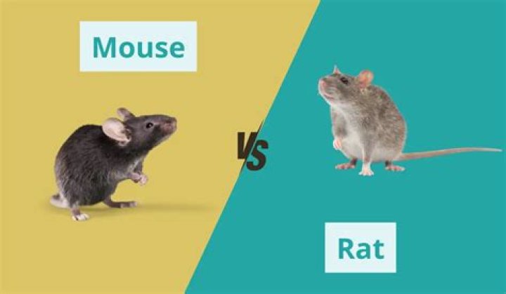 How do you tell the difference between a mouse and a rat?