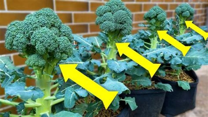 How does broccoli increase testosterone?