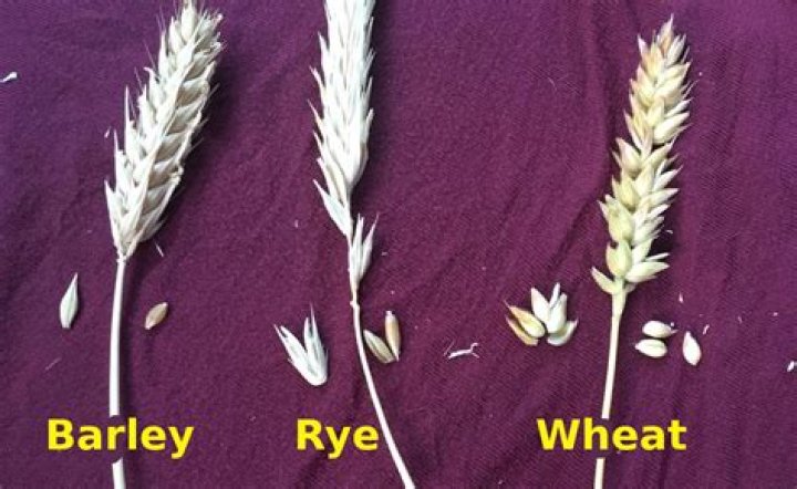 How is rye different from wheat?