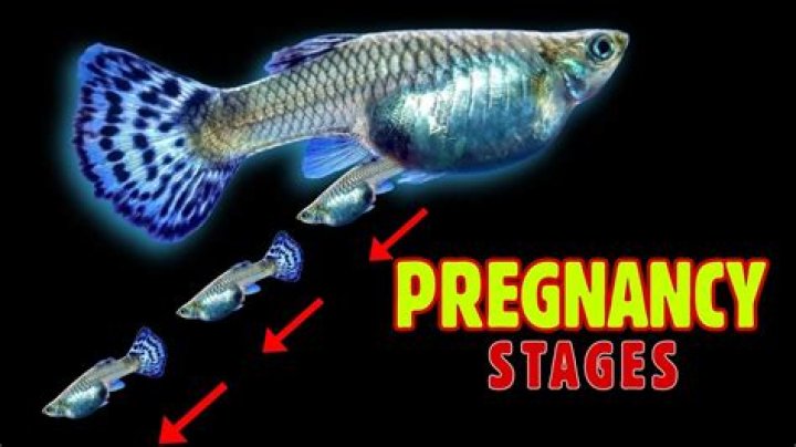 How long are fish pregnant before they give birth?