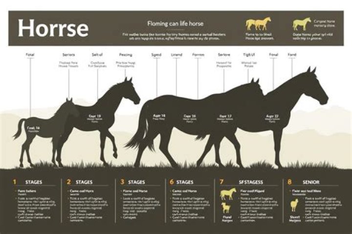 How long do horses remember a person?