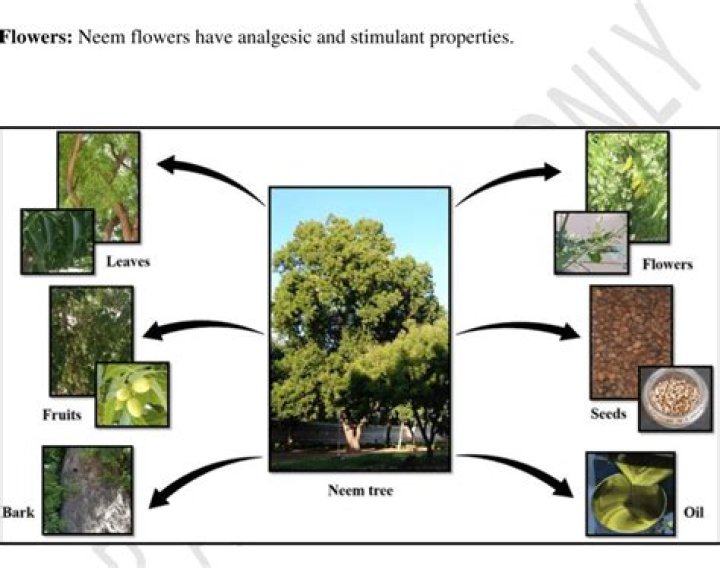 How long does neem take to work on skin?