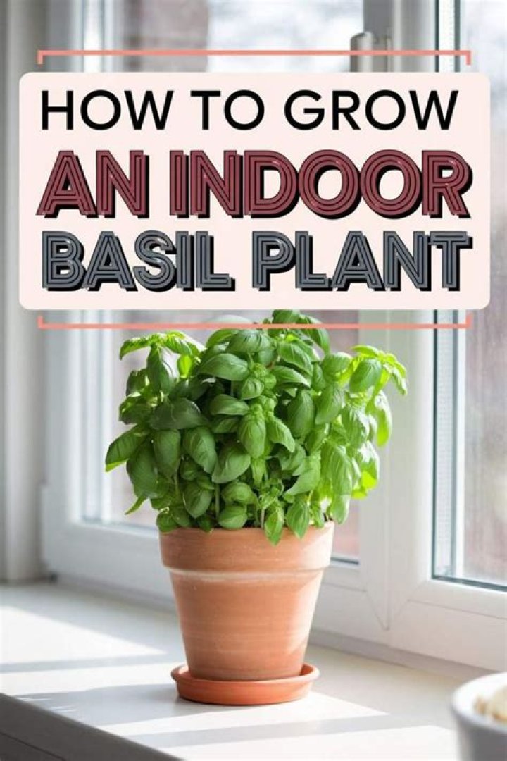 How long will an indoor basil plant live?