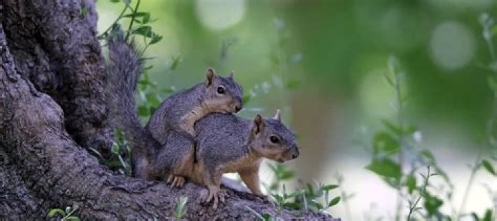 How many babies does a squirrel have?