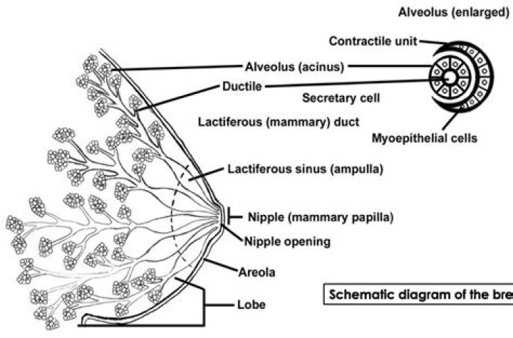 How many holes are in breast?