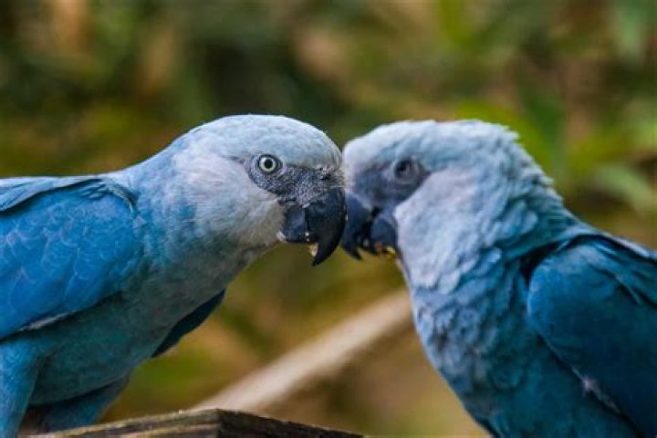 How many hyacinth macaws are left in the world 2022?