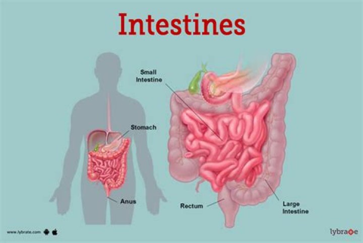 How many lbs Can your intestines hold?