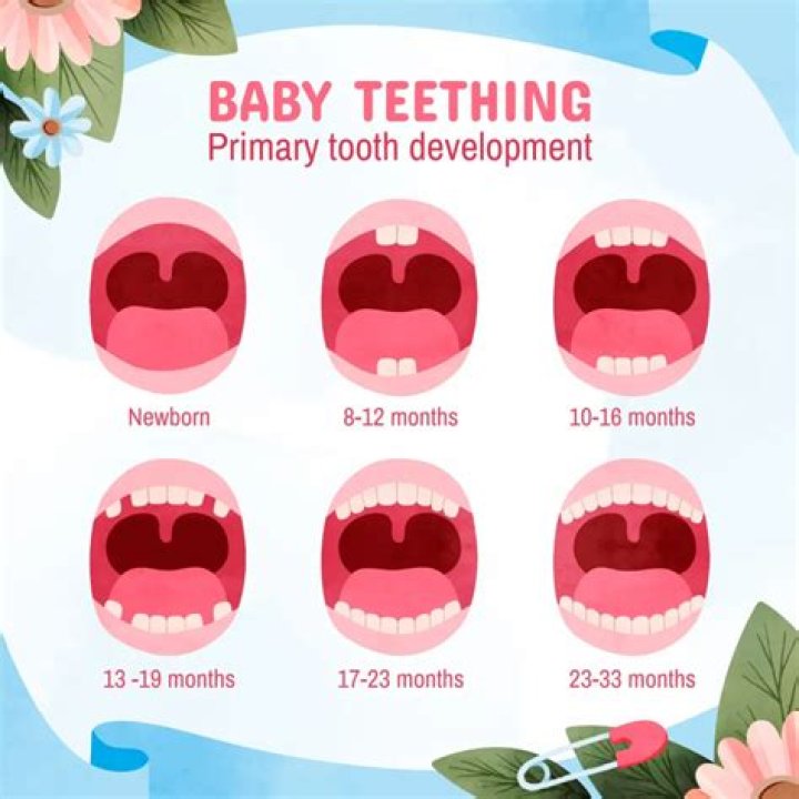 How many teeth should a 1 year old have?