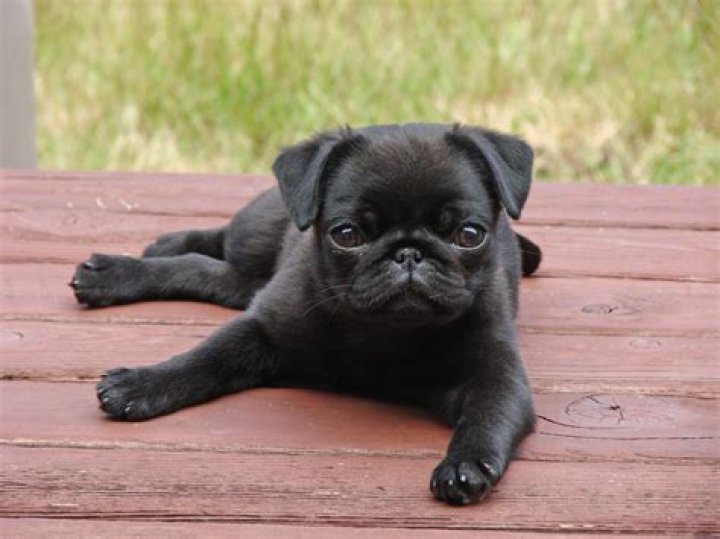 How much is a black Pug?