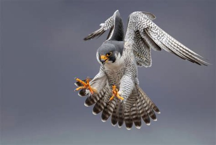 How old is the Falcon?