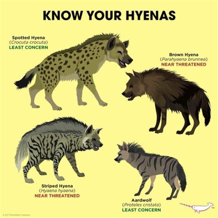 How smart are hyenas?