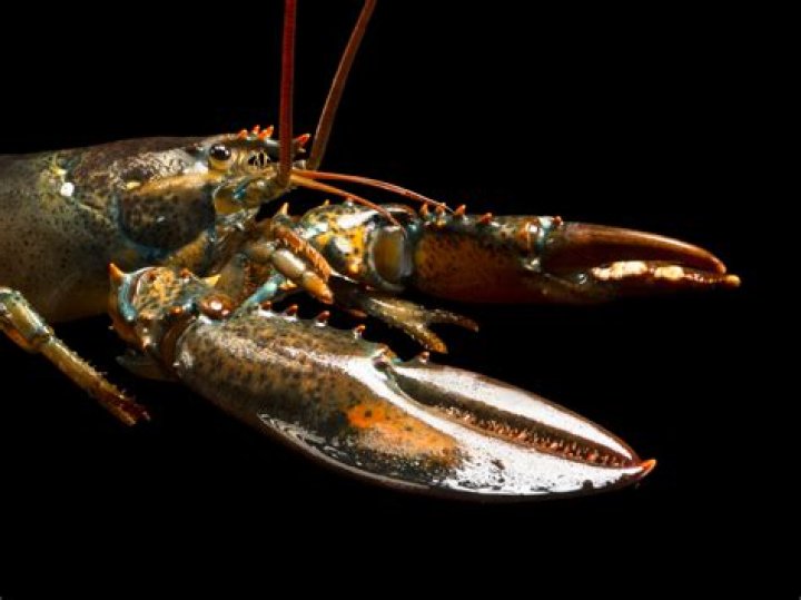 Is a lobster intelligent?