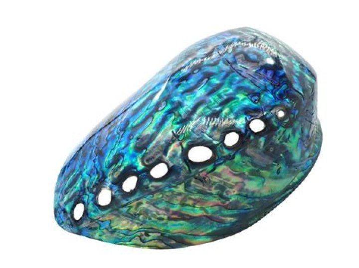 Is abalone shell bullet proof?