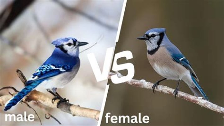 Is blue male or female?