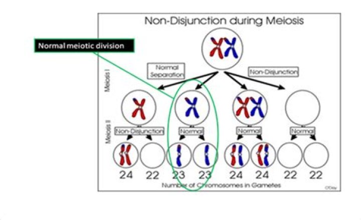 Is Down syndrome caused by nondisjunction?