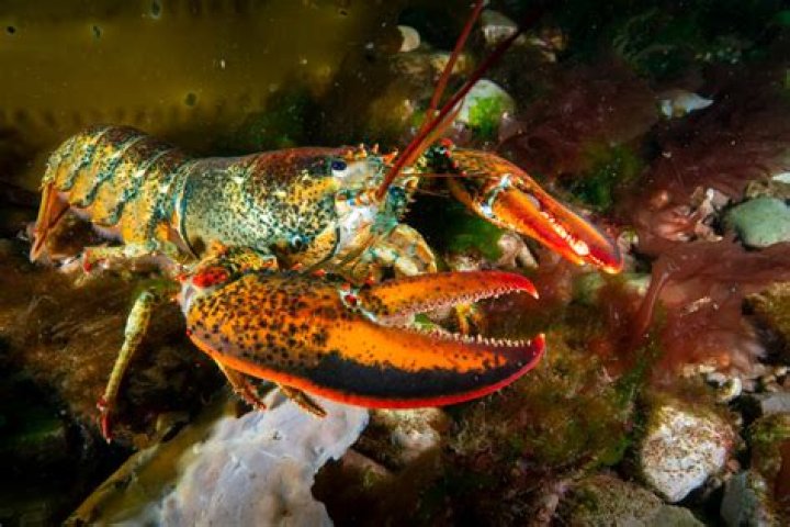 Is eating lobsters cruel?