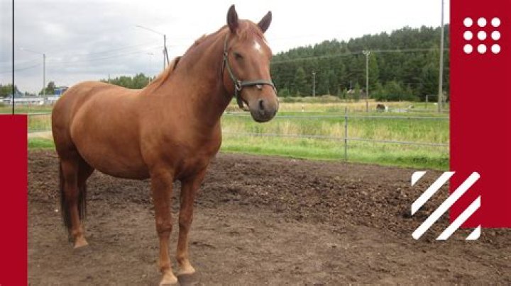 Is gelding cruel?