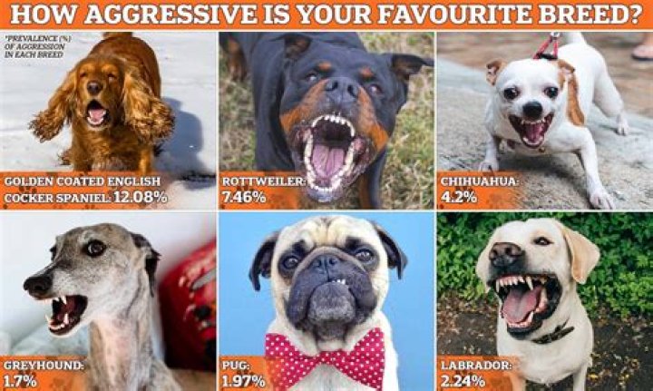 Is German aggressive?