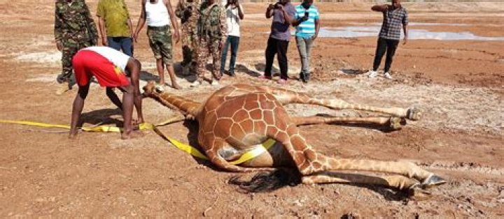 Is giraffe meat edible for humans?