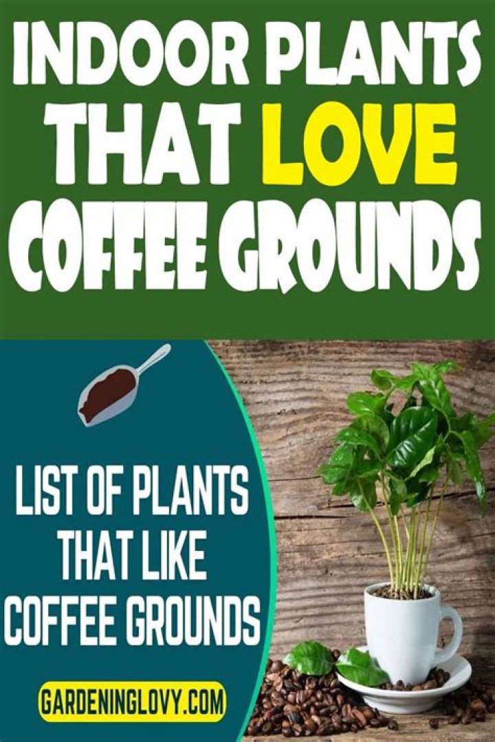 Is ground coffee good for indoor plants?