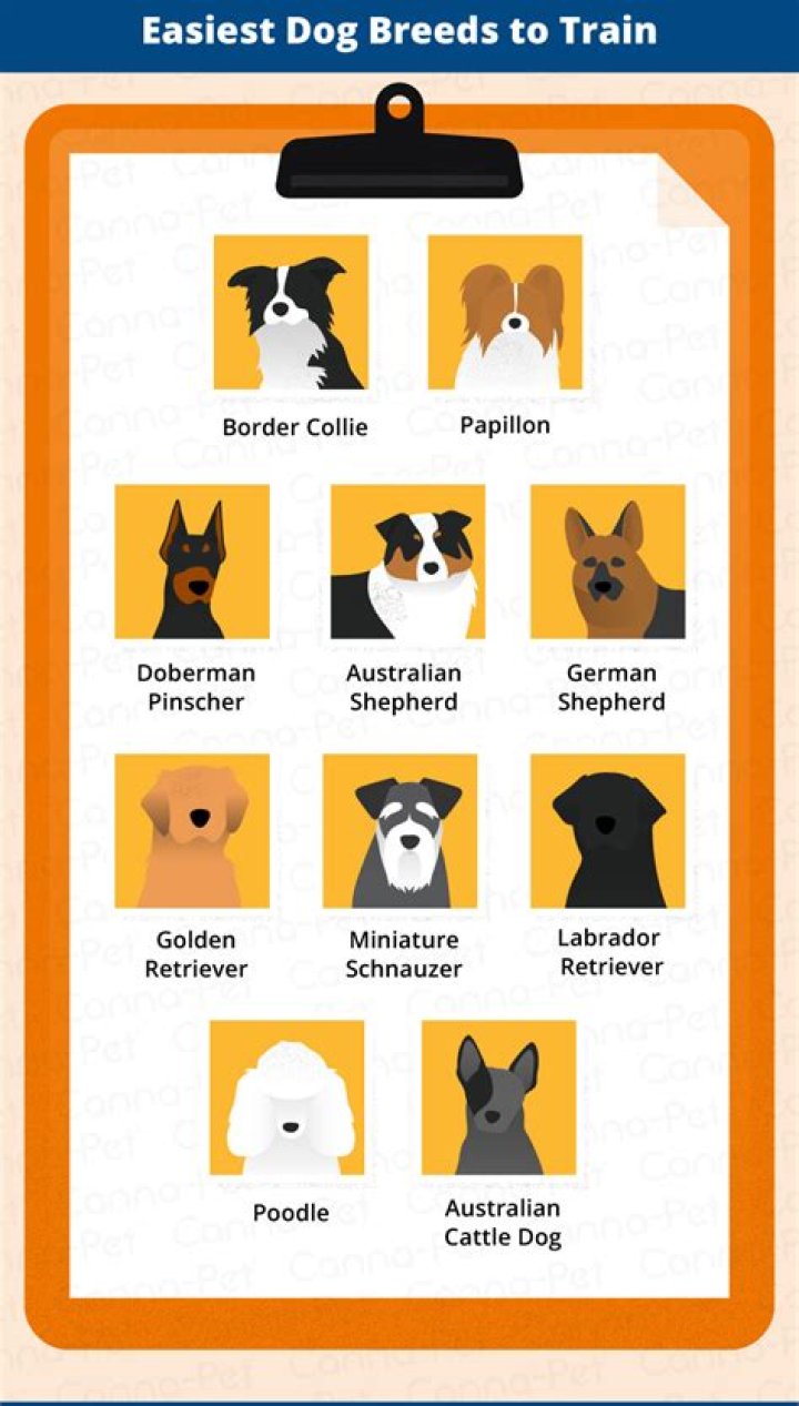 Is it easier to train a puppy or a dog?
