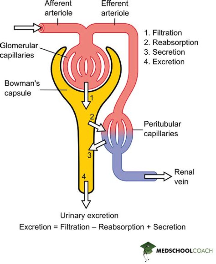 Is it possible to filter urine?