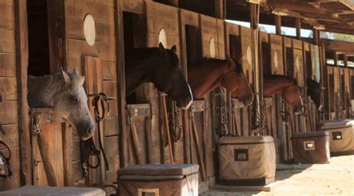 Is keeping horses in stalls cruel?