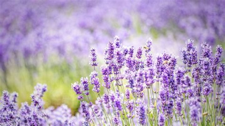 Is lavender good for your lungs?
