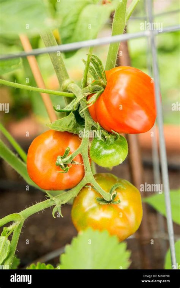 Is Stupice tomato a hybrid?