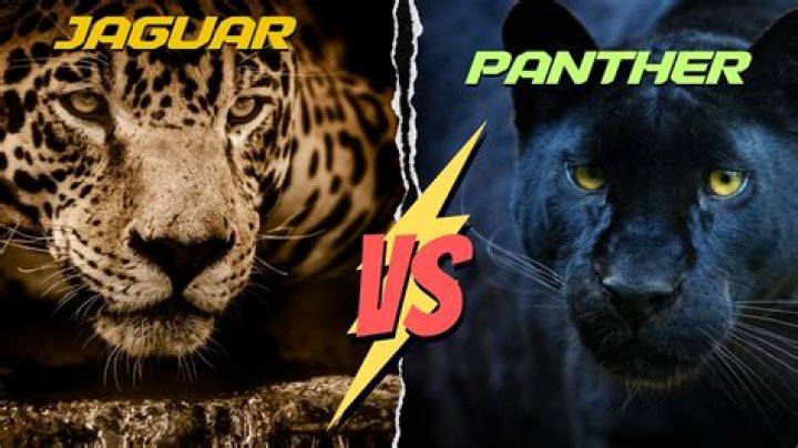 Is there a difference between a jaguar and a panther?