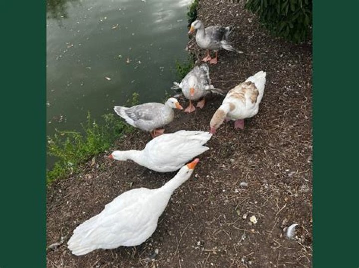 Should I give my kid their own Apple ID?