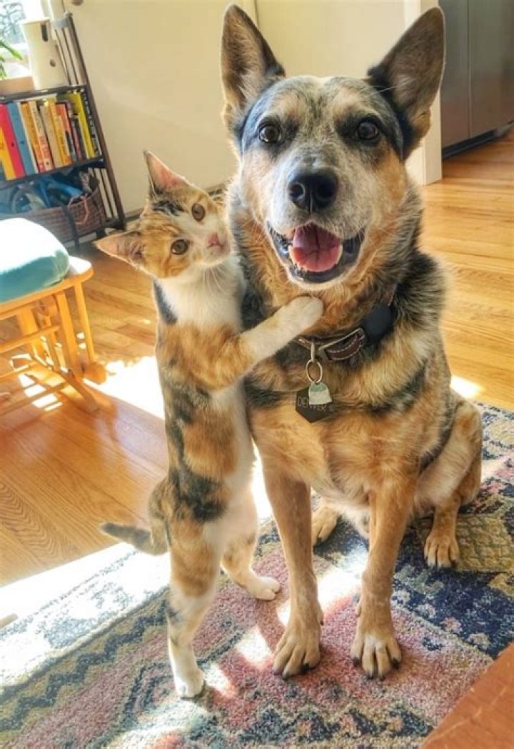 Should I hug my dog?