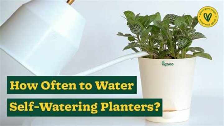 Should I water plants before fertilizing?