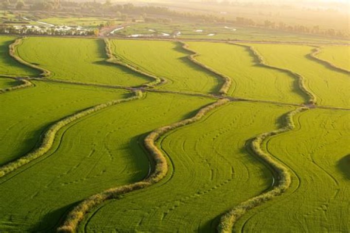Should rice be grown in California?