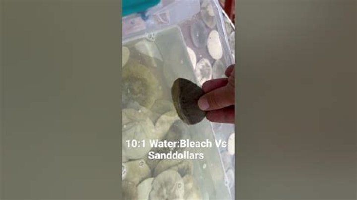 Should you bleach sand dollars?